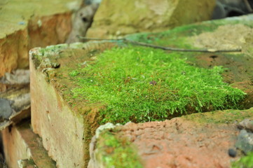 green moss grown on bricks. Construction Materials.
