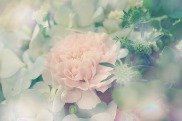 Obraz na płótnie Canvas Beautiful Pink carnation flower close up