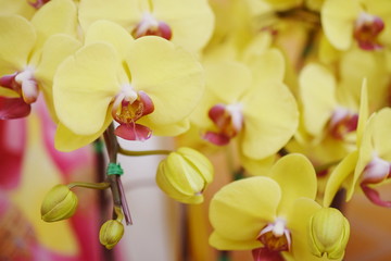 Fototapeta na wymiar Beautiful yellow orchids flower bouquet
