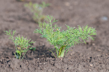 shiny droplets of dew in the morning on the bed with dill