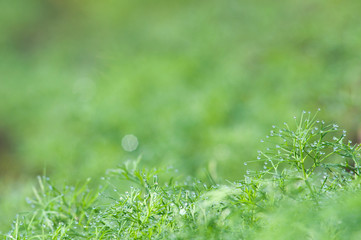 shiny droplets of dew in the morning on the bed with dill