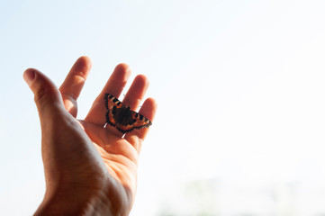 Fototapeta premium man's hand with a butterfly on the fingers of pulled up on white background