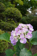 アジサイ／和風の庭を背景にして下にパステルカラーの紫陽花をクローズアップした縦長写真
