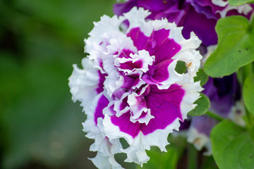 Petunia in the garden on a blurred background, close-up flower .