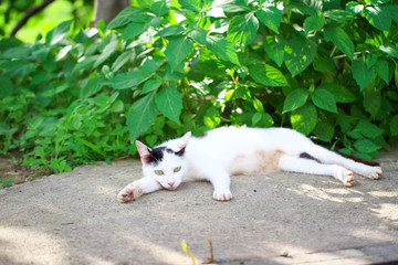 横たわる猫（福井県越前市 御誕生寺(猫寺)）