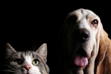 Kitten and basset hound with black background - 275771500