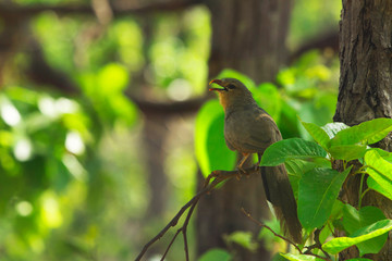 Sirkeer Malkoha or sirkeer cuckoo, Taccocua leschenaultii, Bandhavgarh national Park, Madhya Pradesh, India.