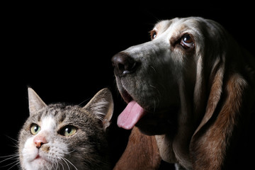 Cat and basset hound with black background 