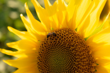 closeup of sunflower and bee
