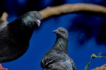 pigeon