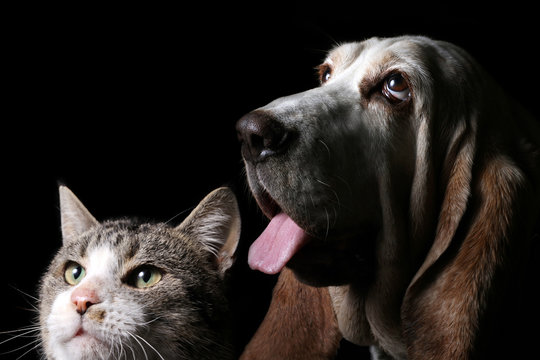 Cat And Basset Hound With Black Background 