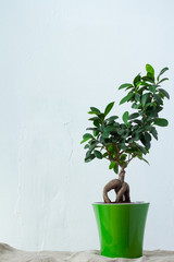 A ficus bonsai in a light green pot stands on natural fabric over the white textural wall