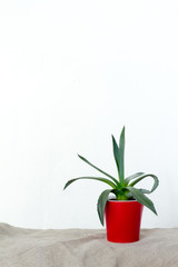 A small agave plant in a red pot stands on natural fabric on white console opposite the white wall