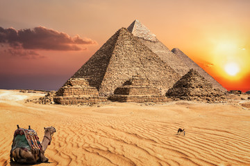Camels in the sunset desert in front of the famous Pyramids of Giza - obrazy, fototapety, plakaty