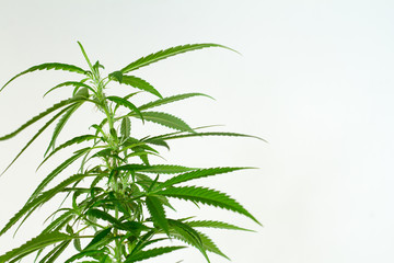 Fototapeta na wymiar Closeup of plant of marijuana, weed or cannabis in pots at home on a white console against a white wall