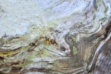 complex intricate texture on the cut of an old tree, vintage background non-uniform structure beautiful pattern