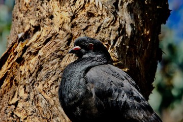 pigeon