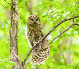 Barred Owl Perched in Tree and Stretching its Wings in Spring, Portrait