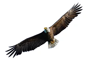 Poster Bald Eagle tijdens de vlucht op witte achtergrond, geïsoleerd © FotoRequest