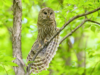 Barred Owl Perched in Tree and Stretching its Wings in Spring, Portrait