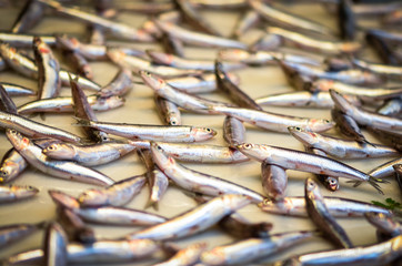 fresh seafood within the fish market in Spain - octopus, shells, shrimps, fish, oysters, lobster 
