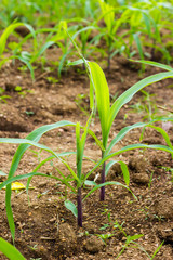 Corn leaf damage by insect and worm, Corn leaf damaged by fall armyworm Spodoptera frugiperda