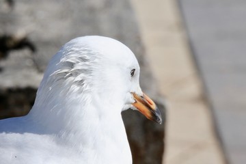 seagull