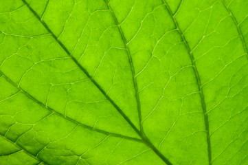 Naklejka na ściany i meble extreme close-up of a green leaf of a dogwood