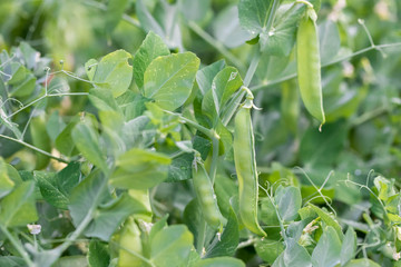 Plantation of green peas. The ripened pods close up.