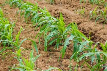 Corn leaf damage by insect and worm, Corn leaf damaged by fall armyworm Spodoptera frugiperda