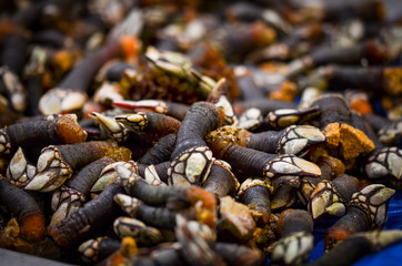 fresh seafood within the fish market in Spain - octopus, shells, shrimps, fish, oysters, lobster 