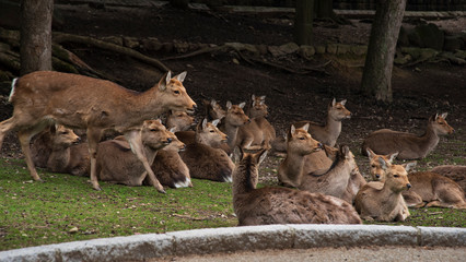 A local Japan deers in nara park. world heritage city in Japan