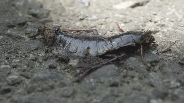 Ants eat a dead cockroach.
