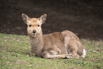 A local Japan deers in nara park. world heritage city in Japan