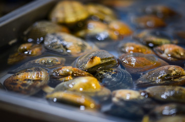 fresh seafood within the fish market in Spain - octopus, shells, shrimps, fish, oysters, lobster 