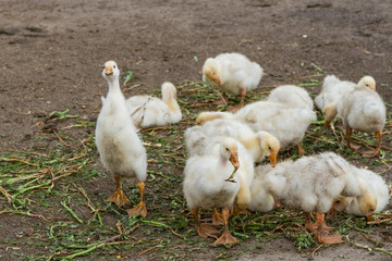 young goslings in the yard