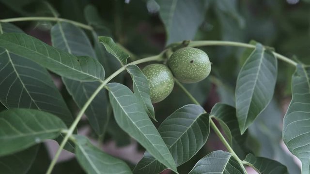 Walnut in the peel on branch. Green walnuts on the tree branch in garden. Walnuts on the branch. Nuts on the tree. Unripe walnuts