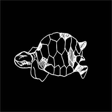 Black and white illustration of a psychedelic turtle. Chalk on a blackboard.