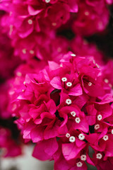 pink flower azalea rhododendron group bright cerise flowers background crops