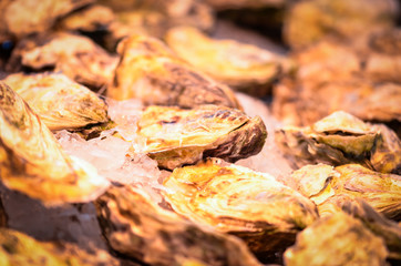 fresh seafood within the fish market in Spain - octopus, shells, shrimps, fish, oysters, lobster 