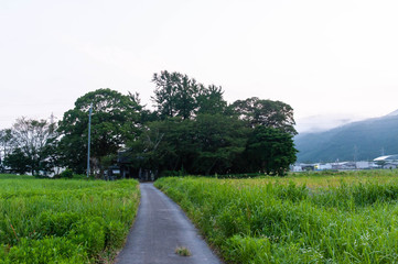 樹木に囲まれた神社への道路