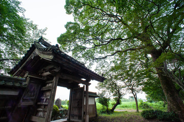 お寺の小さな門と巨大な樹木