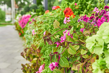 city decoration flowers arrangement. Blooming flowerbed along the passway.