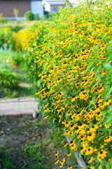 たくさんの花が咲いているルドベキア