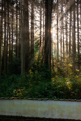 美しい木漏れ日の森と白壁