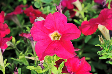 Petunia, two-tone colored flowers of petunia decorating the green garden becoming lovely and