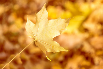 autumn landscape with bright colorful foliage. Indian summer.