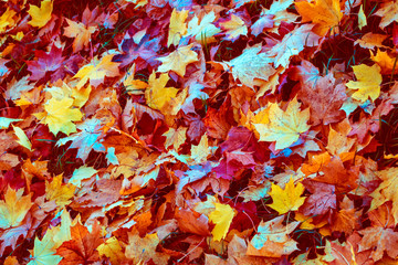 Autumn background with bright colorful leaves.