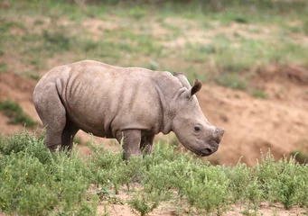 Foto op Plexiglas baby rhino in Kruger National Park © LeitnerR