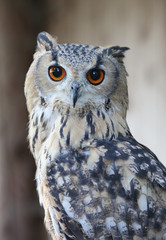 portrait of an owl.